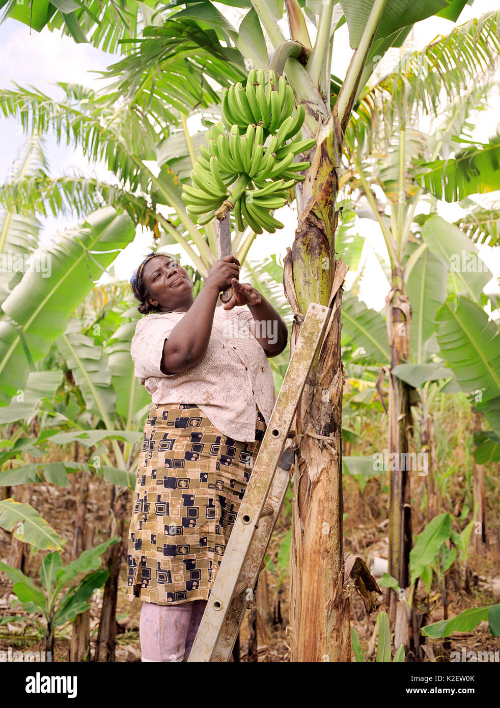 Yolanda Paul farms bananas. Kingstown, St. Vincent. West Indies Stock
