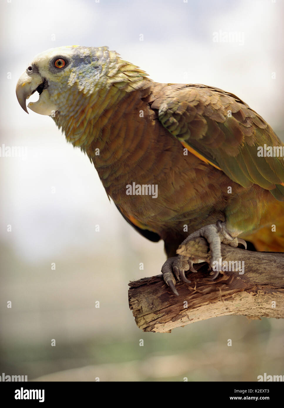 A rare St. Vincent Amazon parrot.Georgetown, St. Vincent Stock Photo
