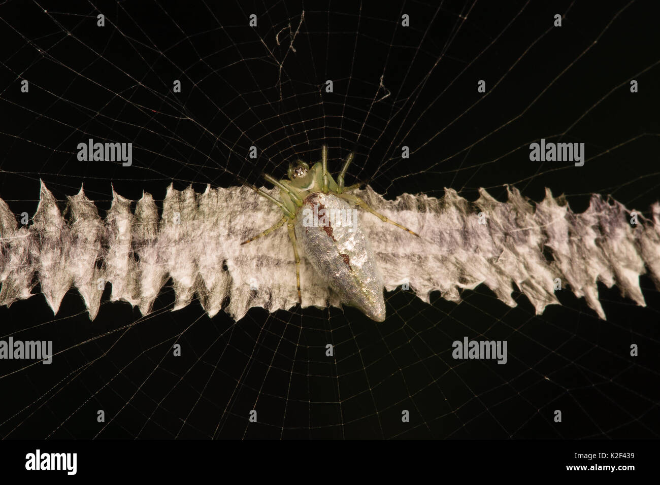 Silver Orb Spider (Cyclosa insulana) Stock Photo