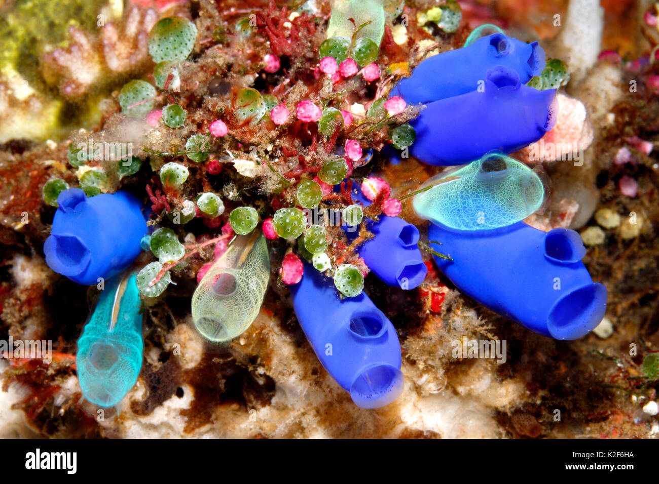 Sea squirts, tunicates, or ascidians. Rhopalaea sp, Didemnum molle, Didemnum cf moseleyi, Polycarpa aurata, Atriolum robustum. Tulamben, Bali, Indones Stock Photo