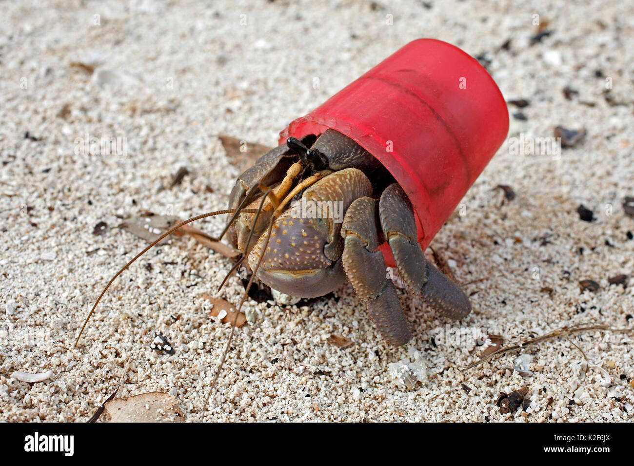 Terrestrial Hermit crab, Coenobita brevimanus, using a red bottle cap as a protective shell instead of the usual mollusk shell. Stock Photo