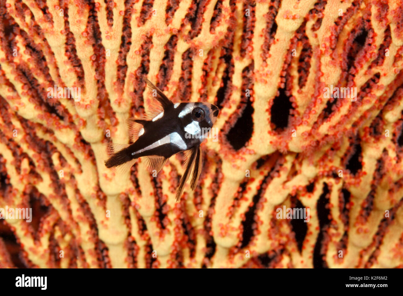 Juvenile Midnight Snapper, Macolor macularis, swimming in front of sea fan. Uepi, Stock Photo