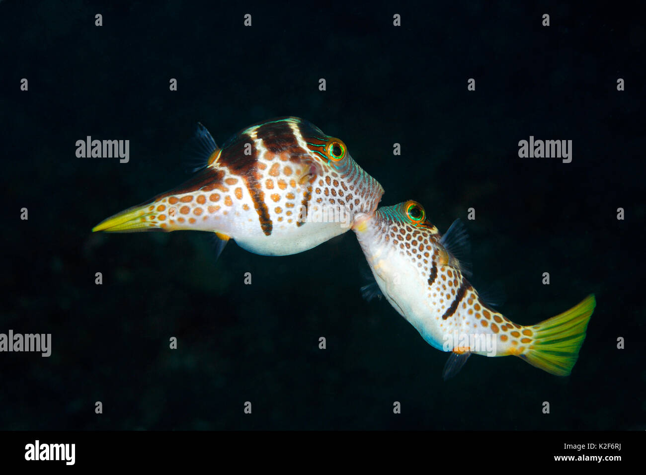 Valentines Puffer, also known as Valentines Sharp Nosed Puffer and Black-Saddled Toby, Canthigaster valentini. Two males fighting Stock Photo