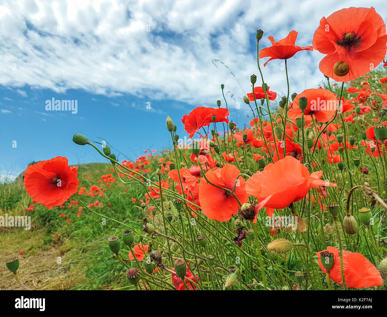 Poppies flowers blue sky clouds hi-res stock photography and images - Alamy