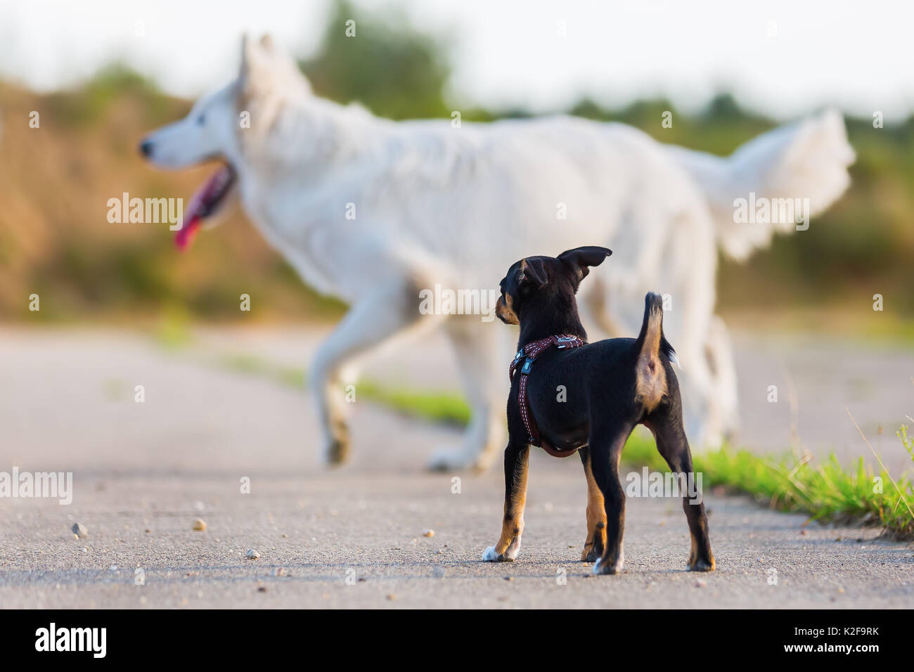 pinscher hybrid puppy in the foreground and a white German shepherd in the background Stock Photo