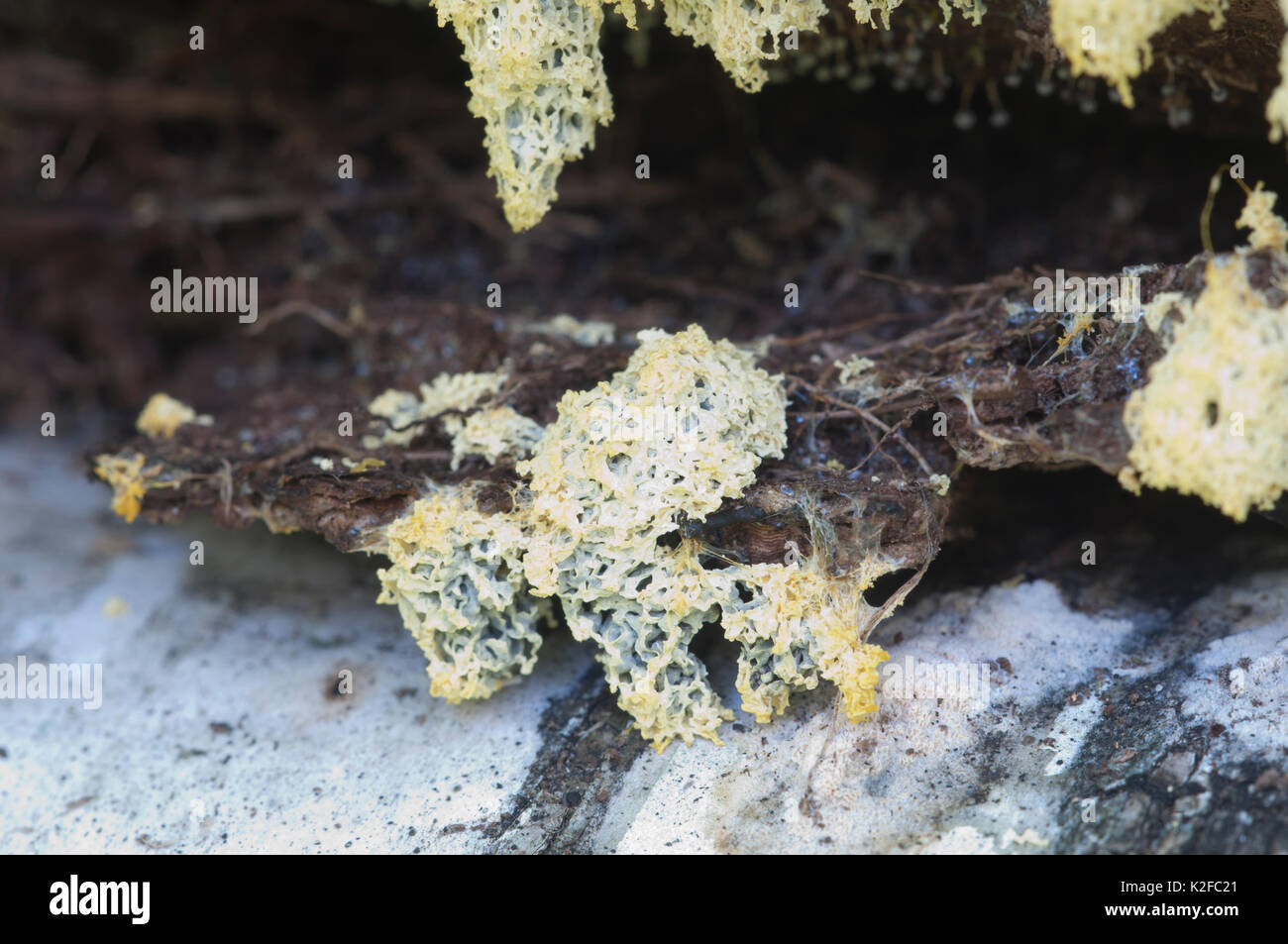 Ceratiomyxa fruticulosa myxomycetes in a moss on a stump Stock Photo