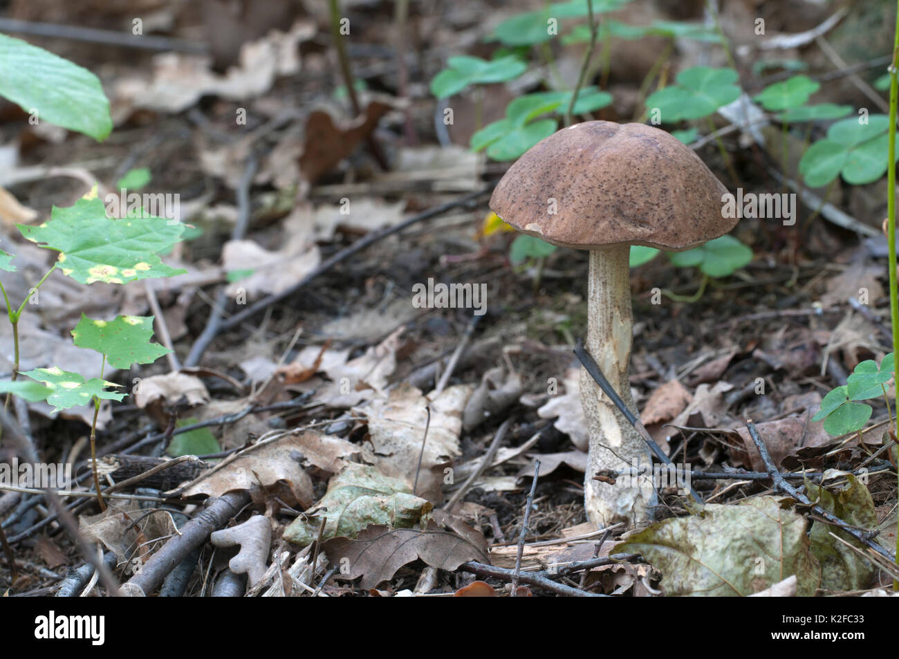 Birch bolete mushroom in a forest grass in autumn Stock Photo