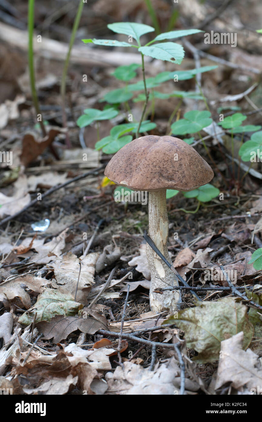 Birch bolete mushroom in a forest grass in autumn Stock Photo
