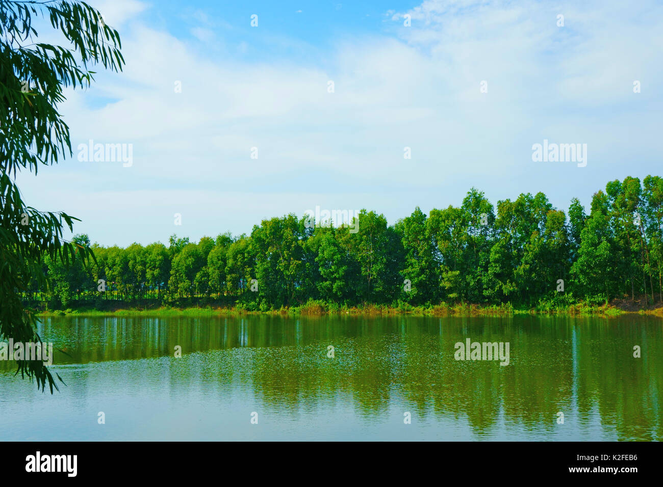 The trees along the lake Stock Photo - Alamy