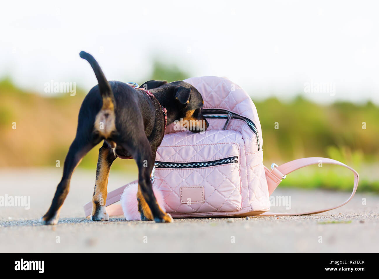 picture of a pinscher hybrid puppy who is looking at a woman's handbag Stock Photo