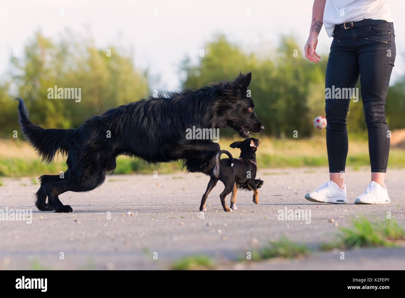 Woman child two dogs hi-res stock photography and images - Alamy
