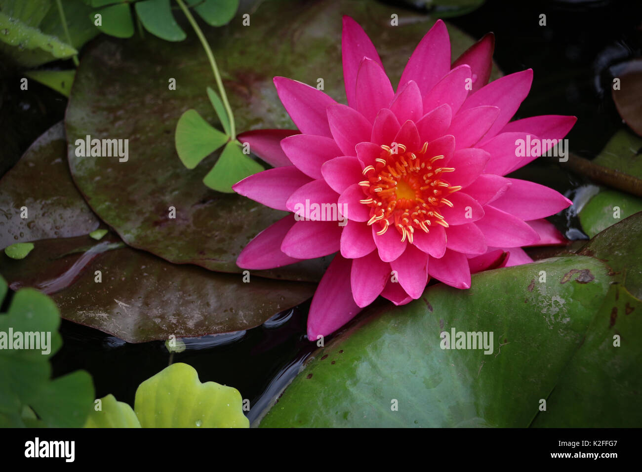 One beautiful pink water lily floating on the surface of a pond amongst ...