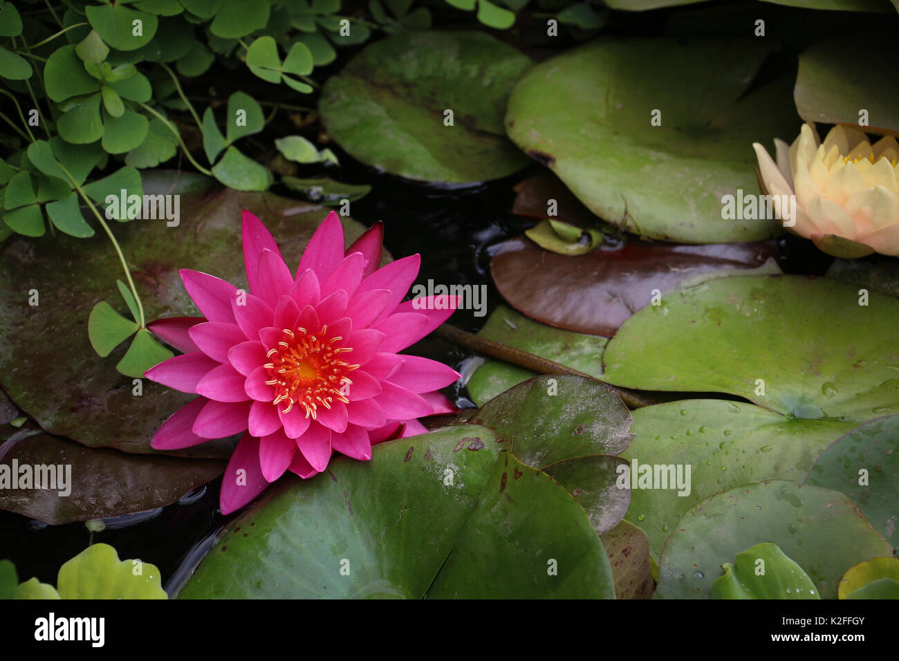 One beautiful pink water lily floating on the surface of a pond amongst ...