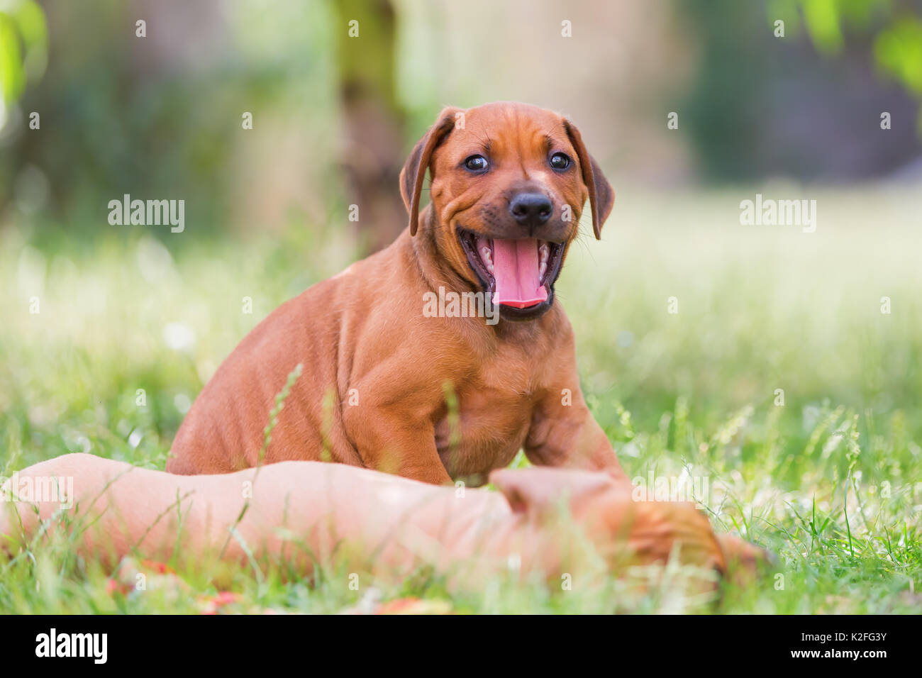 Rhodesian ridgeback puppies hi-res stock photography and images - Alamy