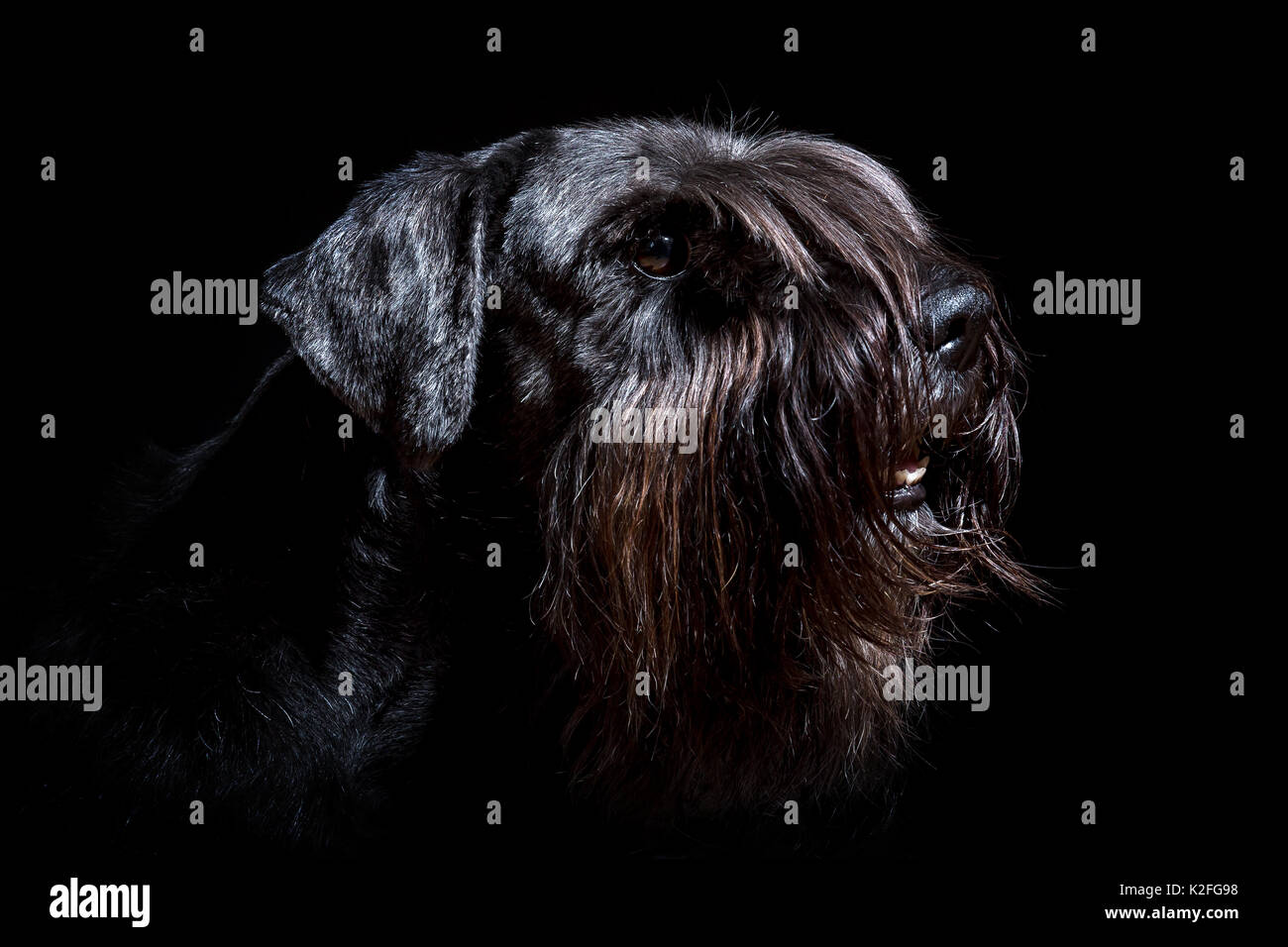 portrait picture of a black standard schnauzer with black background