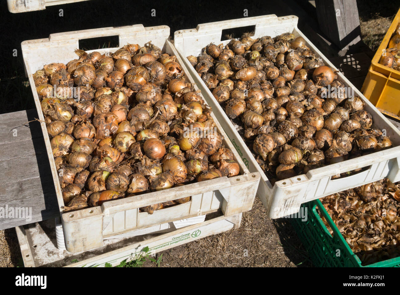 Garden onion (Allium cepa) Stock Photo