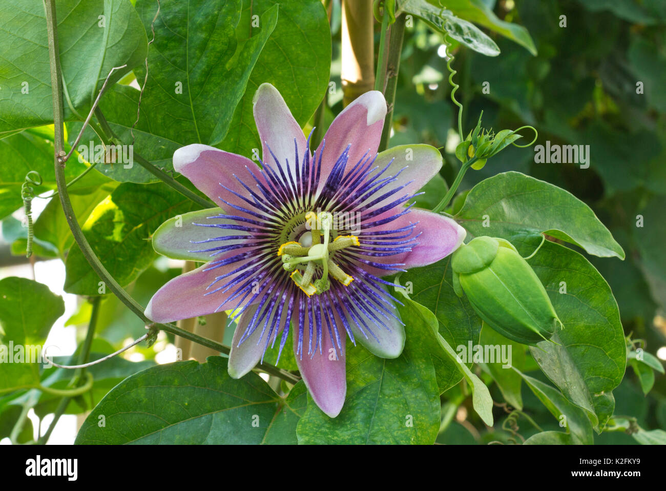 Passion flower (Passiflora x belotii) Stock Photo