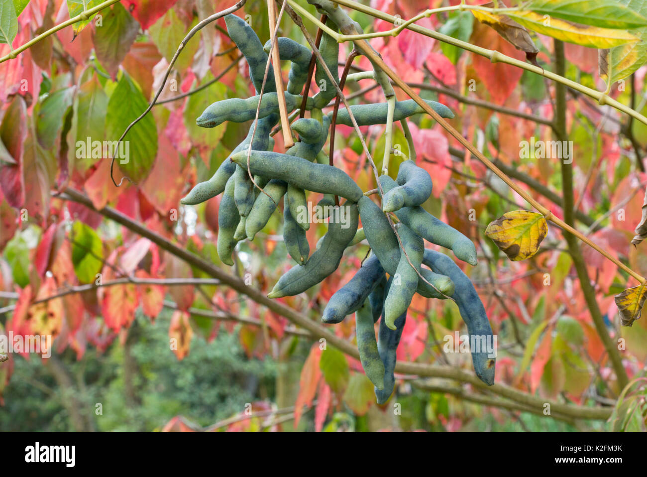 Blue sausage fruit (Decaisnea fargesii) Stock Photo