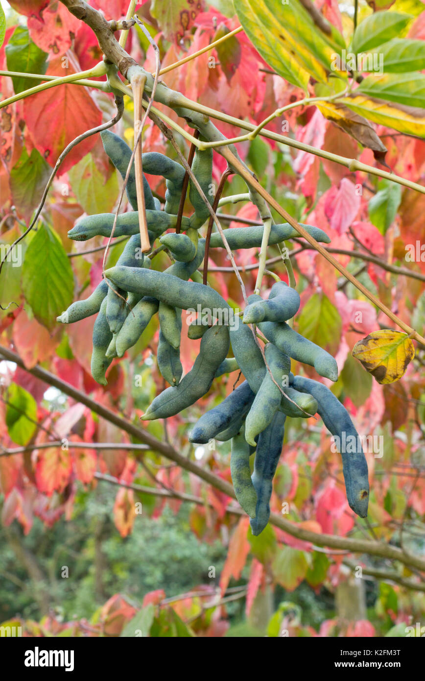 Blue sausage fruit (Decaisnea fargesii) Stock Photo