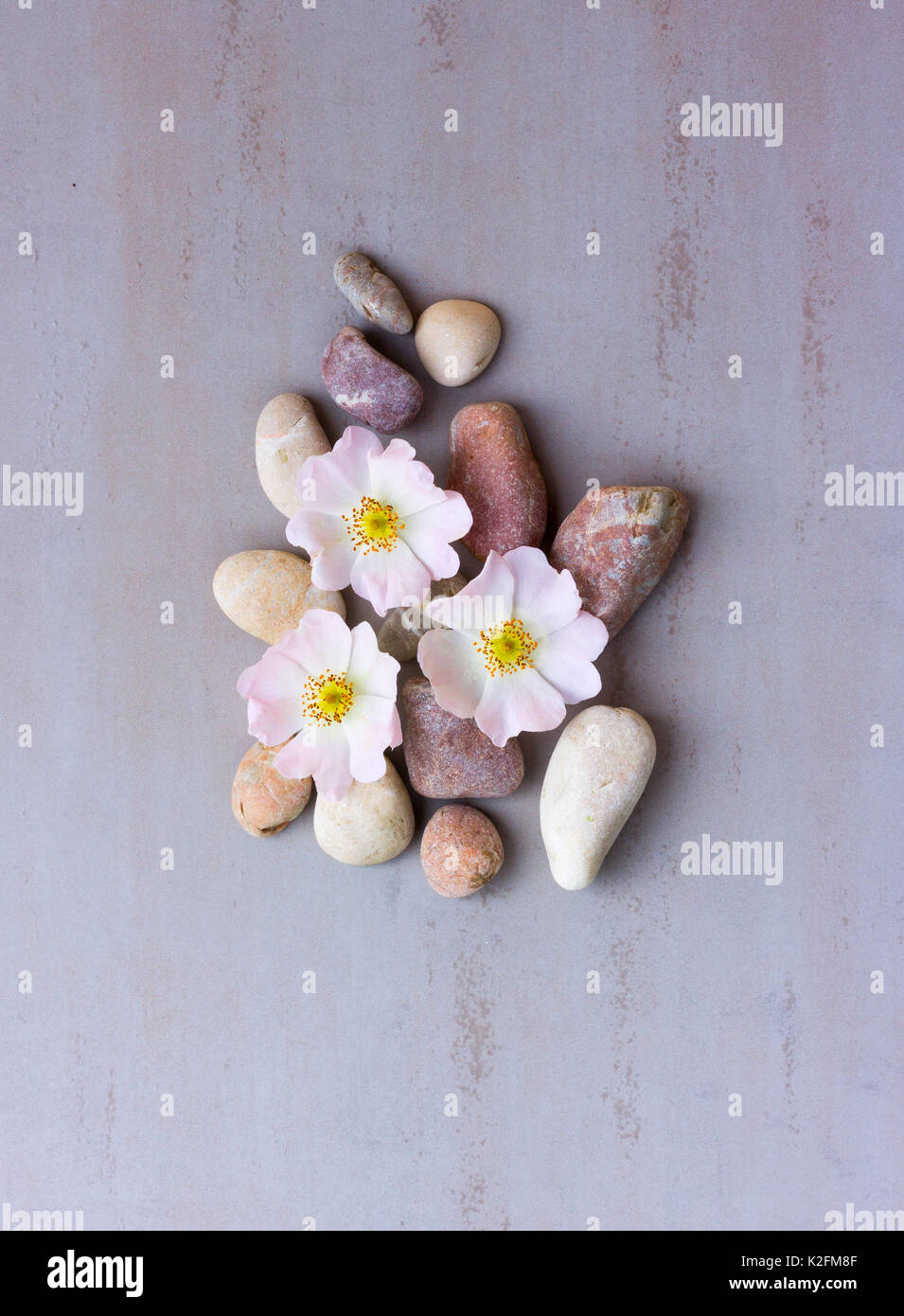 Delicate like a rose hires stock photography and images Alamy