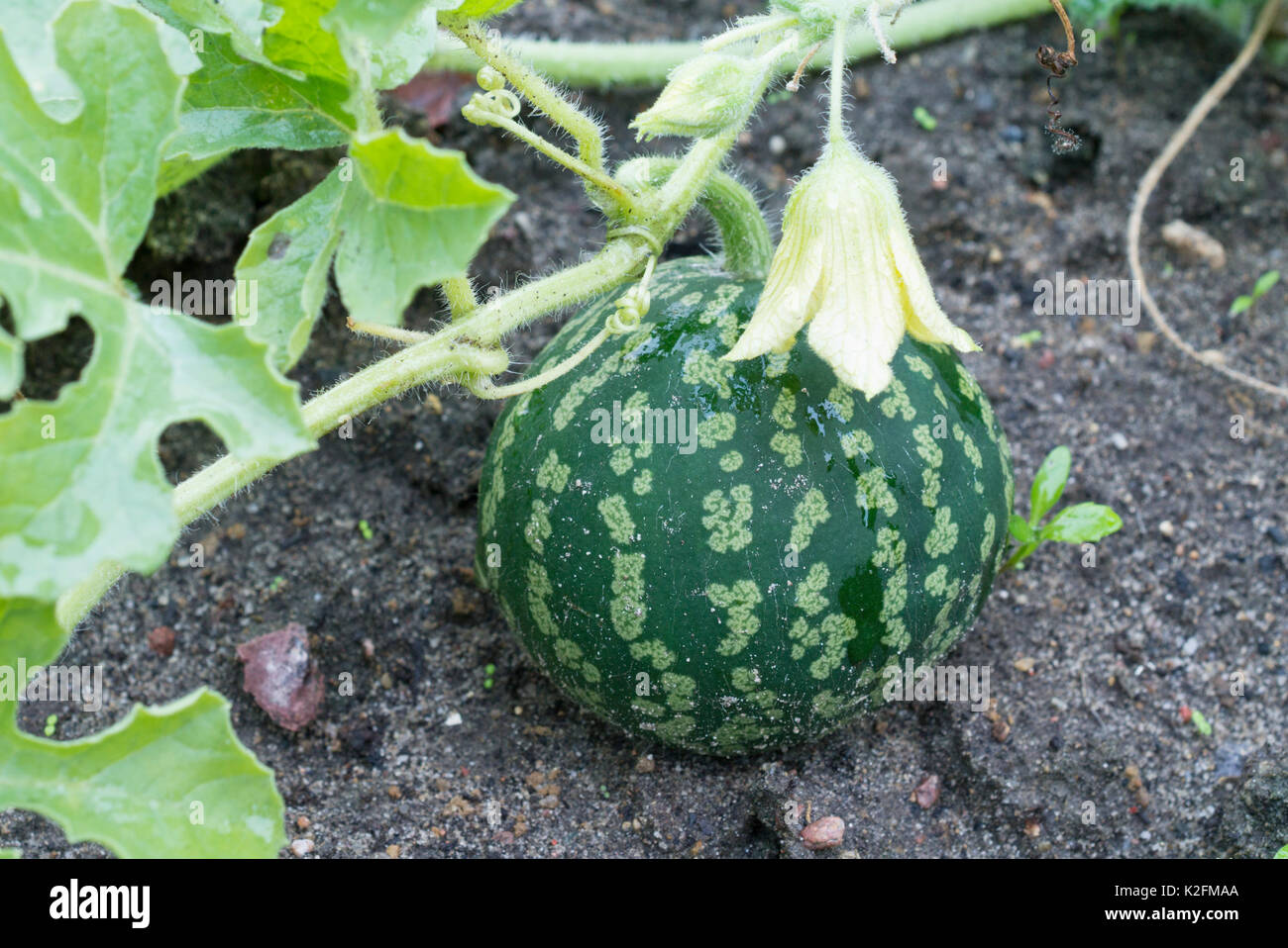 Colocynth (Citrullus colocynthis) Stock Photo