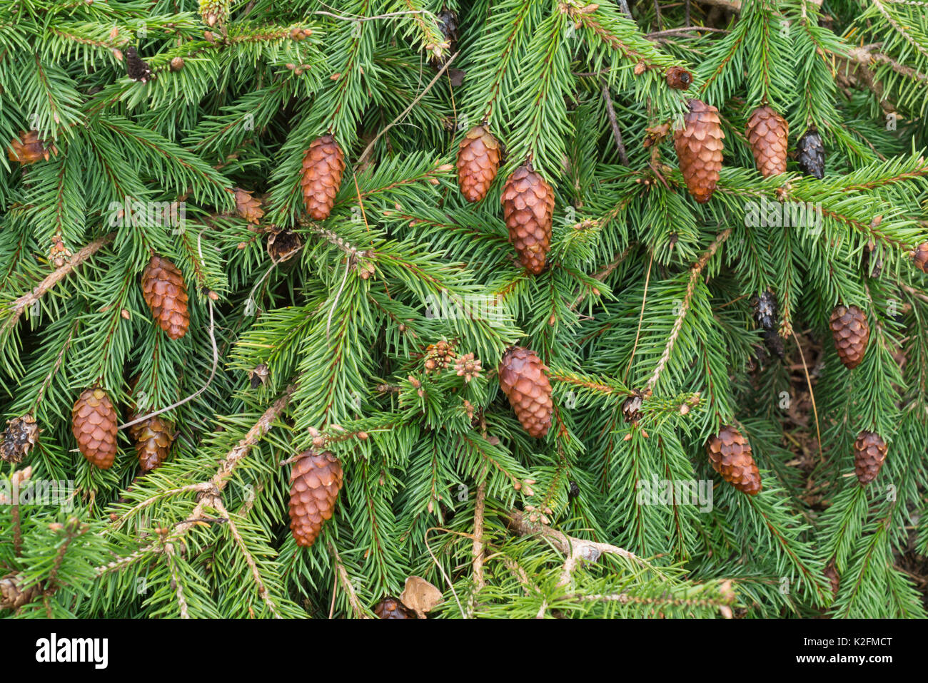 Dwarf common spruce (Picea abies 'Acrocona Nana') Stock Photo