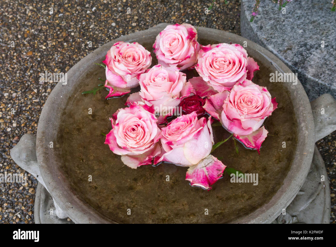 Roses in container hi-res stock photography and images - Alamy