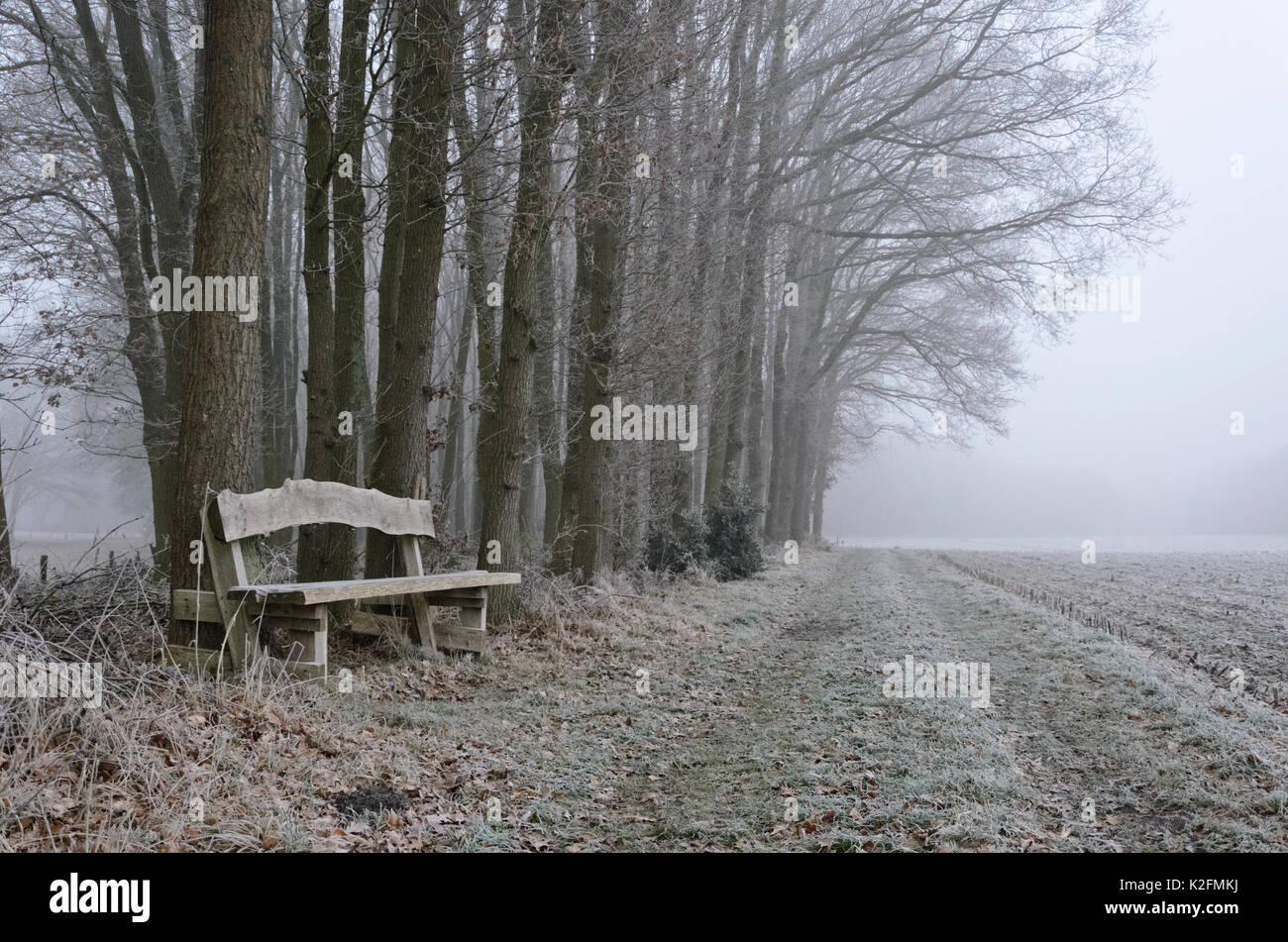 Avenue and wooden bench with hoar frost Stock Photo