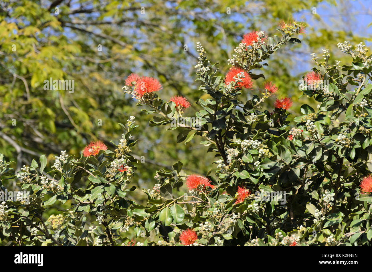 New Zealand Christmas tree (Metrosideros excelsa Stock Photo Alamy