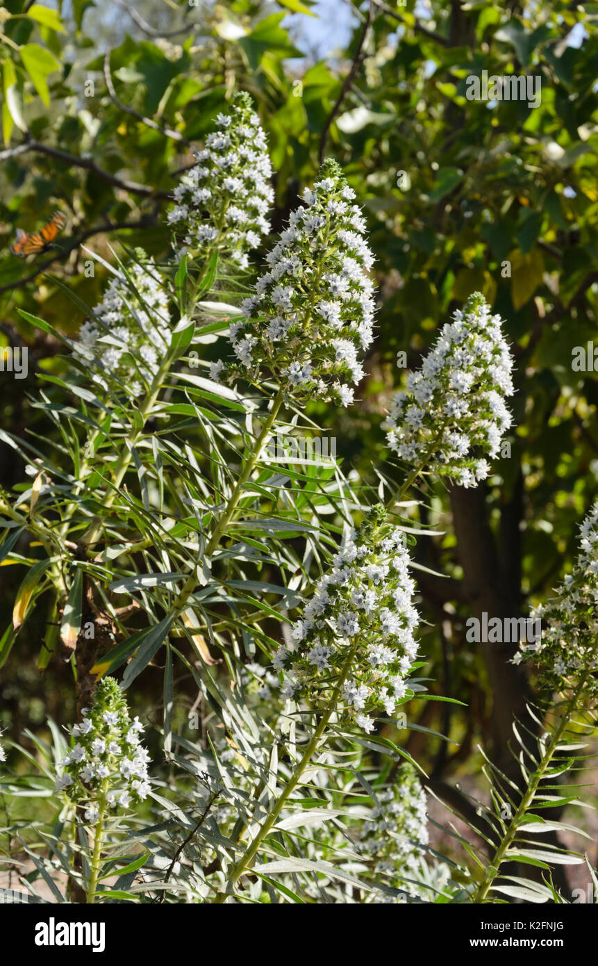 Viper's bugloss (Echium onosmifolium) Stock Photo