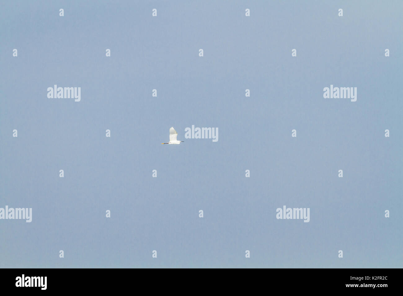 White Egret Flying Into The Air At Blue Sky Background Stock Photo - Alamy