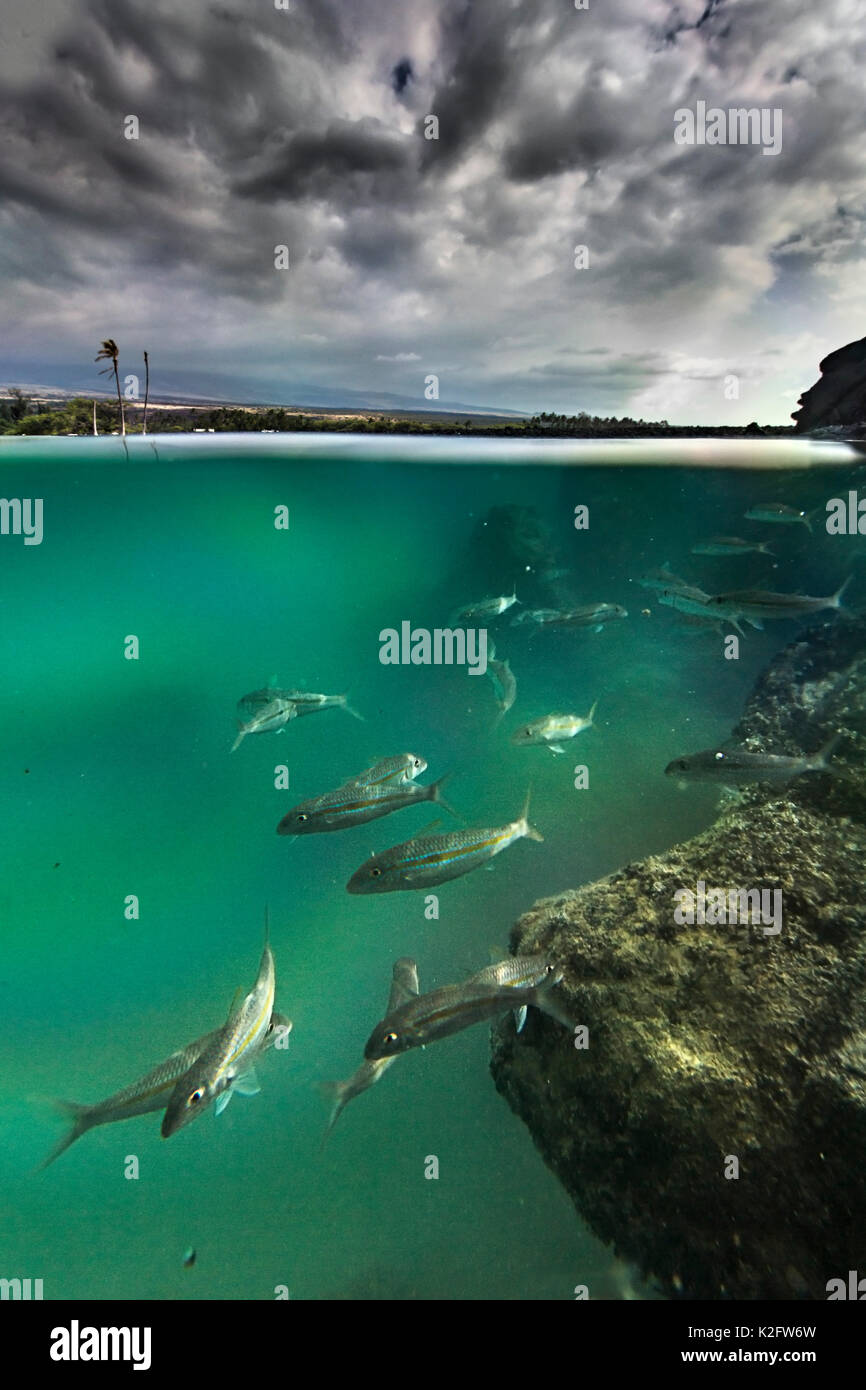 Goatfishes in Kiolo Bay depicted underwater using a soft camera case Stock Photo