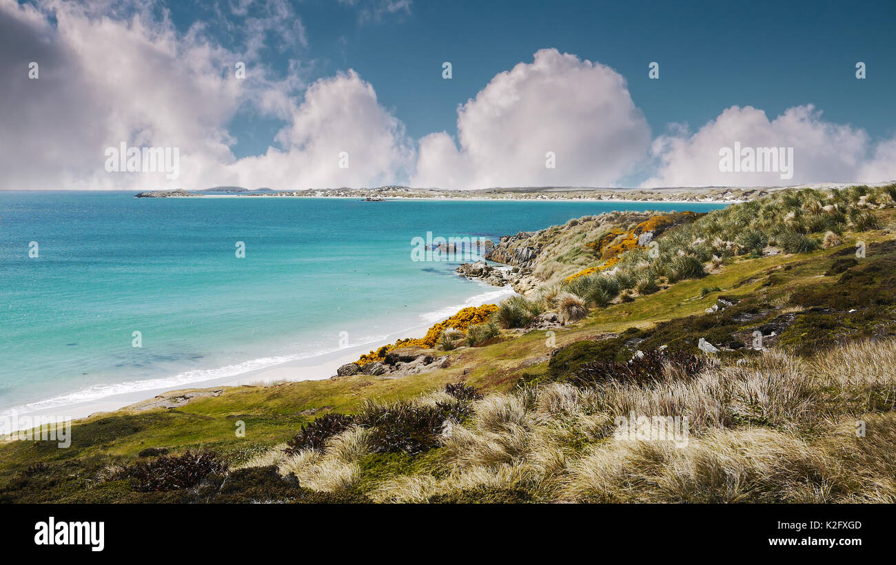 Turquoise water and white sandy beaches of Falkland Islands coastline. Gypsy Cove, East Falkland Island. Stock Photo