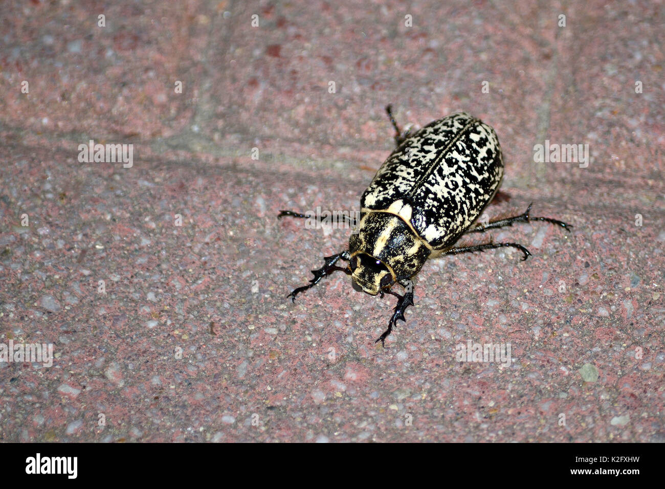 spotted scarabeo walking on the floor Stock Photo