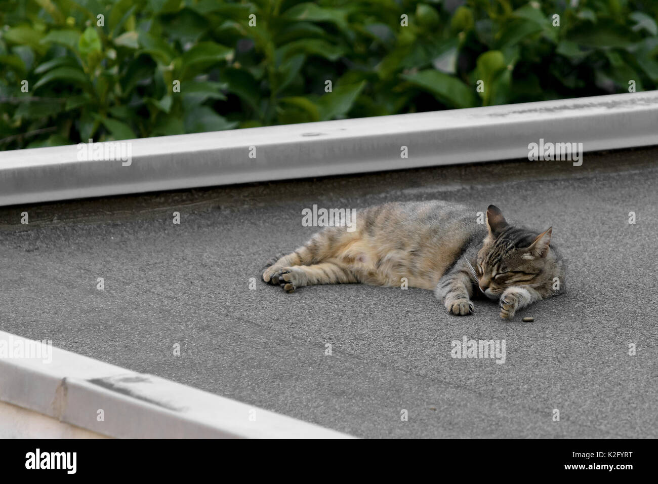 cat lying sleeping on the roof of a garage Stock Photo