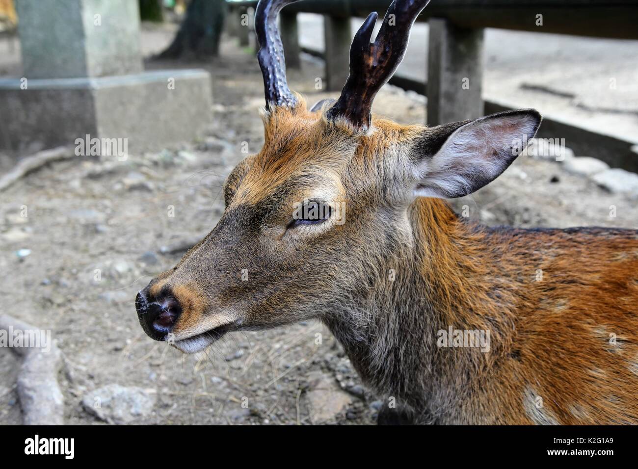 Wild deer walking around Nara, Japan Stock Photo Alamy