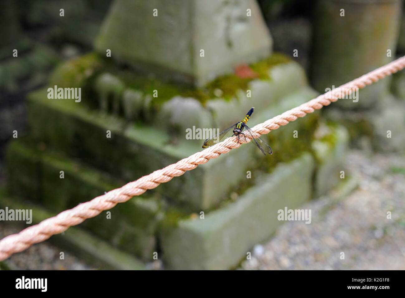Dragon fly resting on a rope. Stock Photo