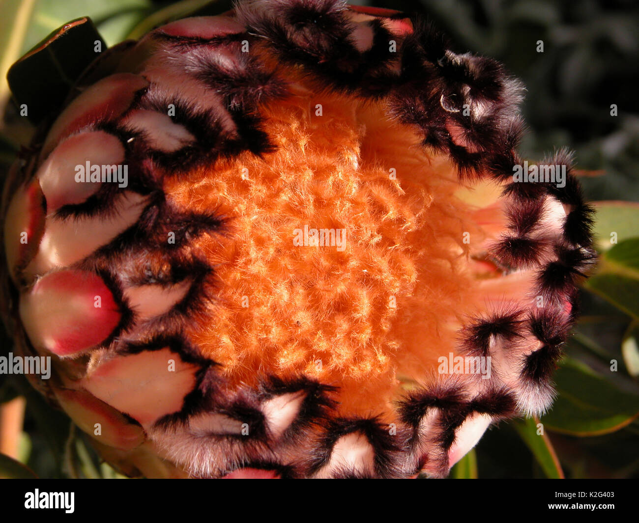 Big close-up of orange Protea,  Mount Toomah Botanic Garden,  Blue Mountains, NSW, Australia Stock Photo