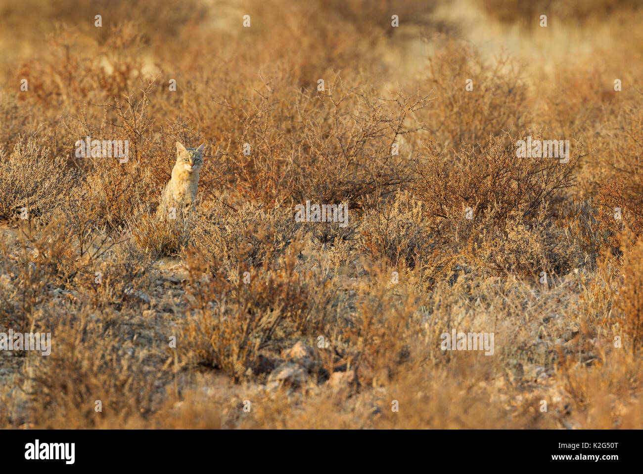 African Wild Cat (Felis silvestris lybica). In the early morning. Kalahari Desert, Kgalagadi Transfrontier Park, South Africa. Stock Photo