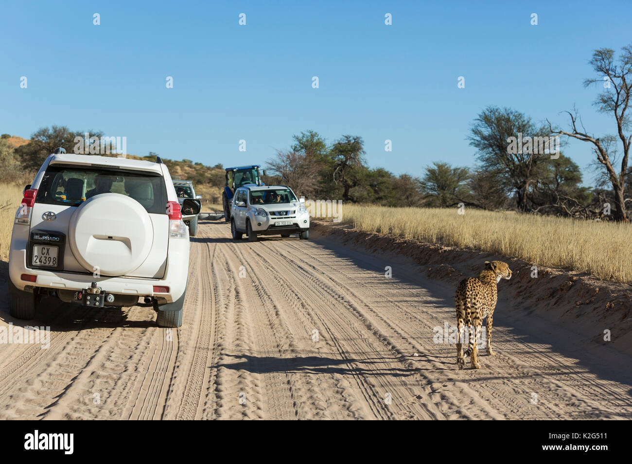 Cheetah (Acinonyx jubatus) Female on a road, surrounded by tourist vehicles.  Kalahari Desert, Kgalagadi Transfrontier Park, South Africa. Stock Photo