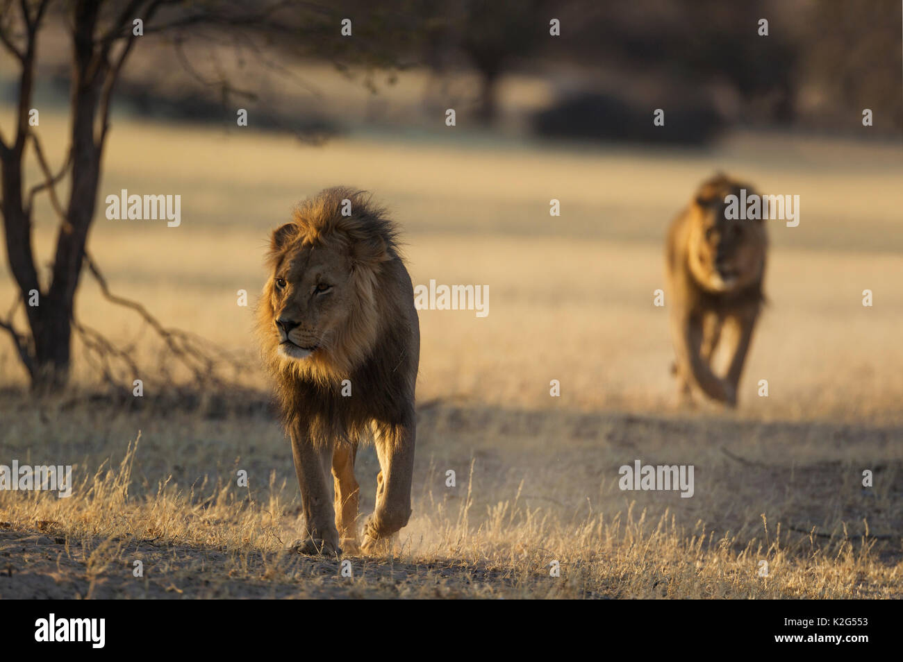 Lion (Panthera leo). Two black-maned Kalahari males, roaming in the dry Auob riverbed in the early morning. Kalahari Desert, Kgalagadi Transfrontier Park, South Africa. Stock Photo