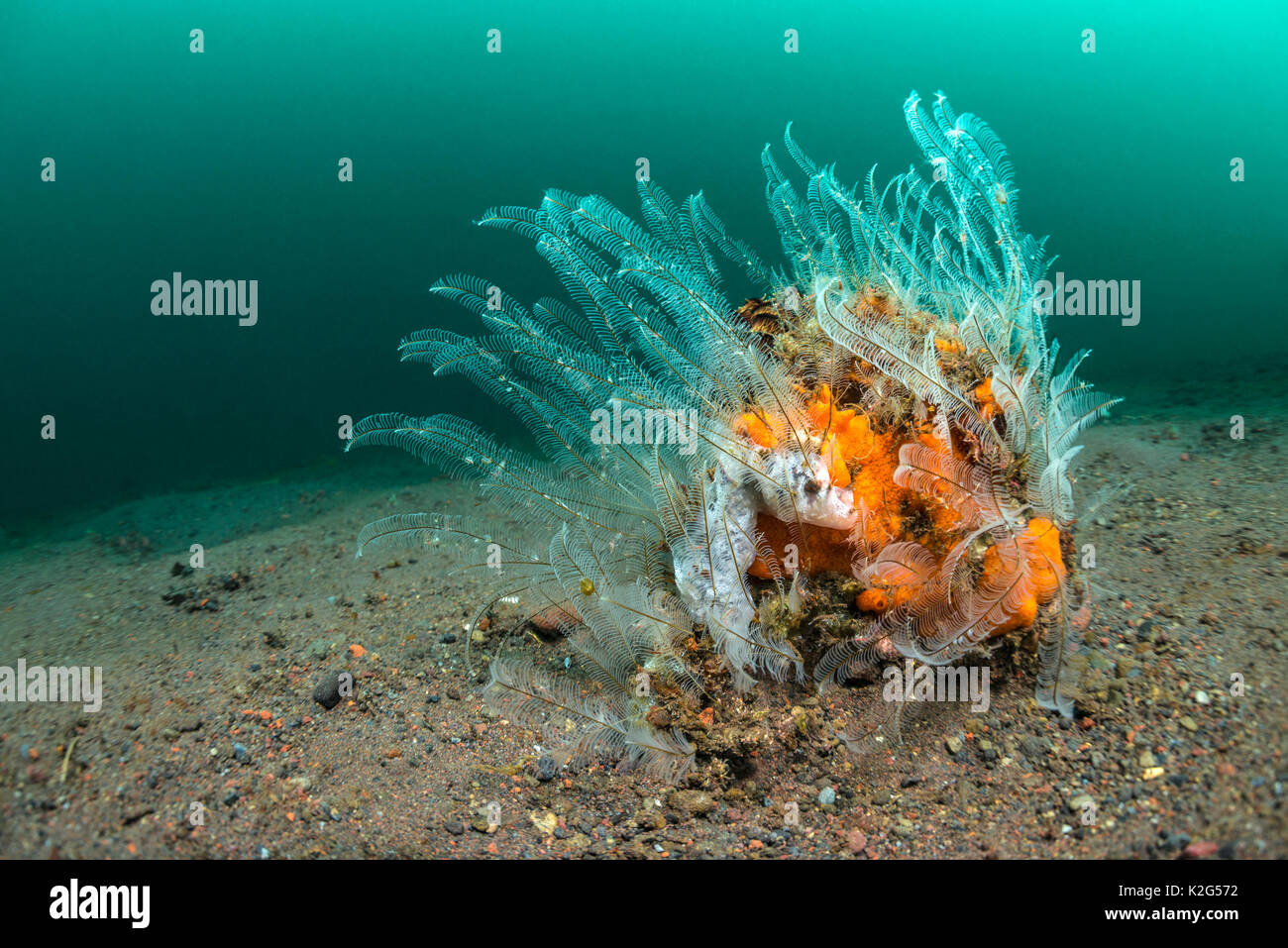 Hydroid on a slope of volcanic sediments.. Stock Photo