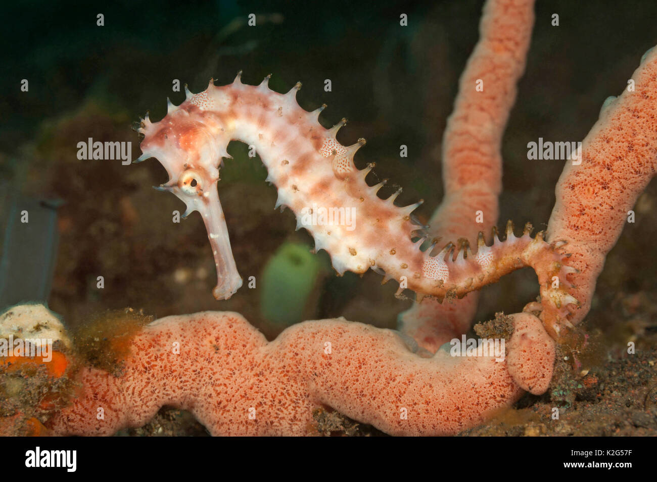 Thorny Seahorse (Hippocampus histrix) .. Stock Photo