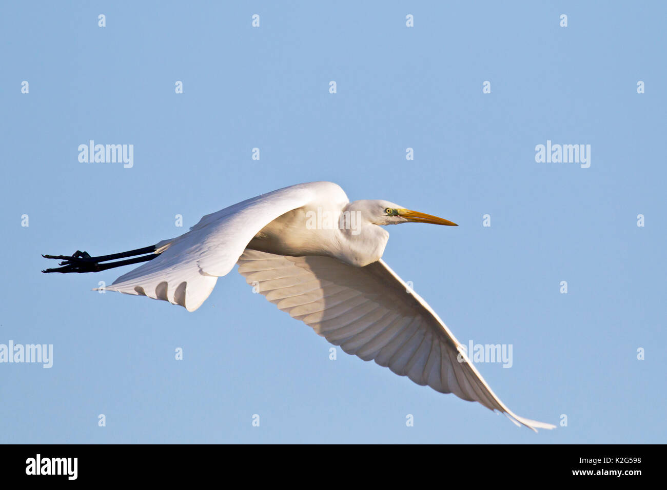 Common egret (Ardea alba, Casmerodius alba) , adult in non-breeding plumage, flying Stock Photo