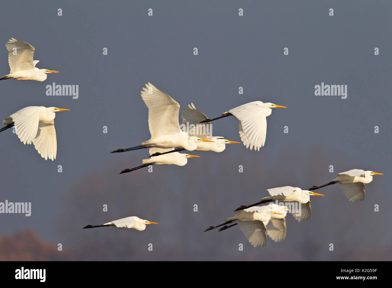 Common egret (Ardea alba, Casmerodius alba) , adults in non-breeding plumage, flying Stock Photo