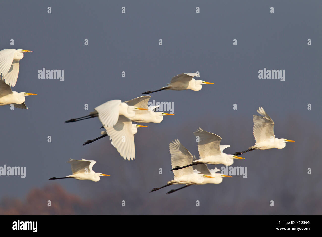 Common egret (Ardea alba, Casmerodius alba) , adults in non-breeding plumage, flying Stock Photo