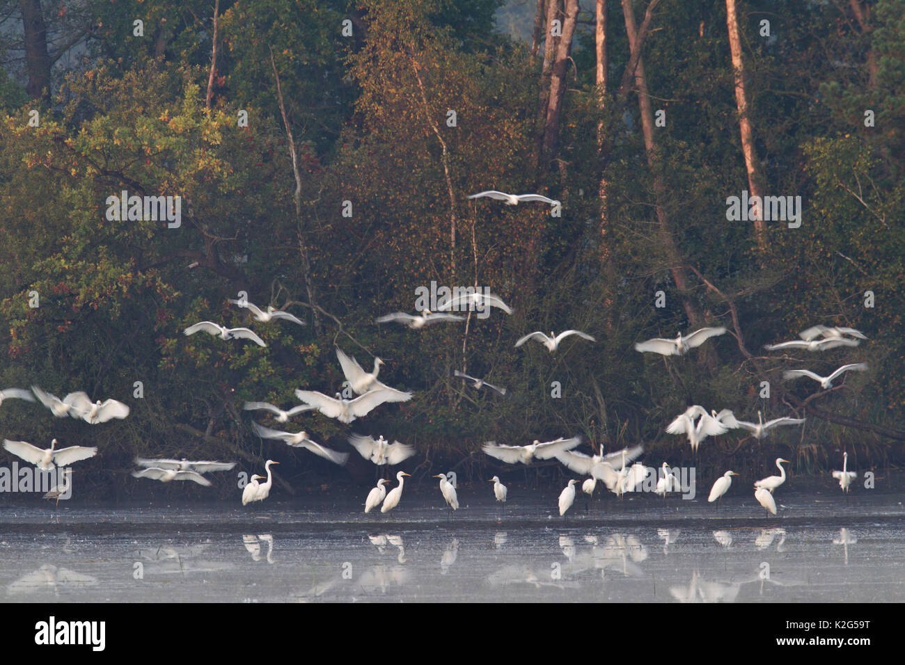 Common egret (Ardea alba, Casmerodius alba) , flock of adults in non-breeding plumage, flying Stock Photo