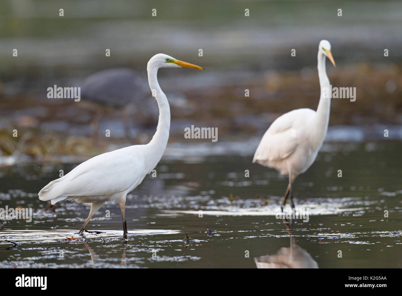 Common egret (Ardea alba, Casmerodius alba) ,  adult in non-breeding plumage, hunting for fish Stock Photo