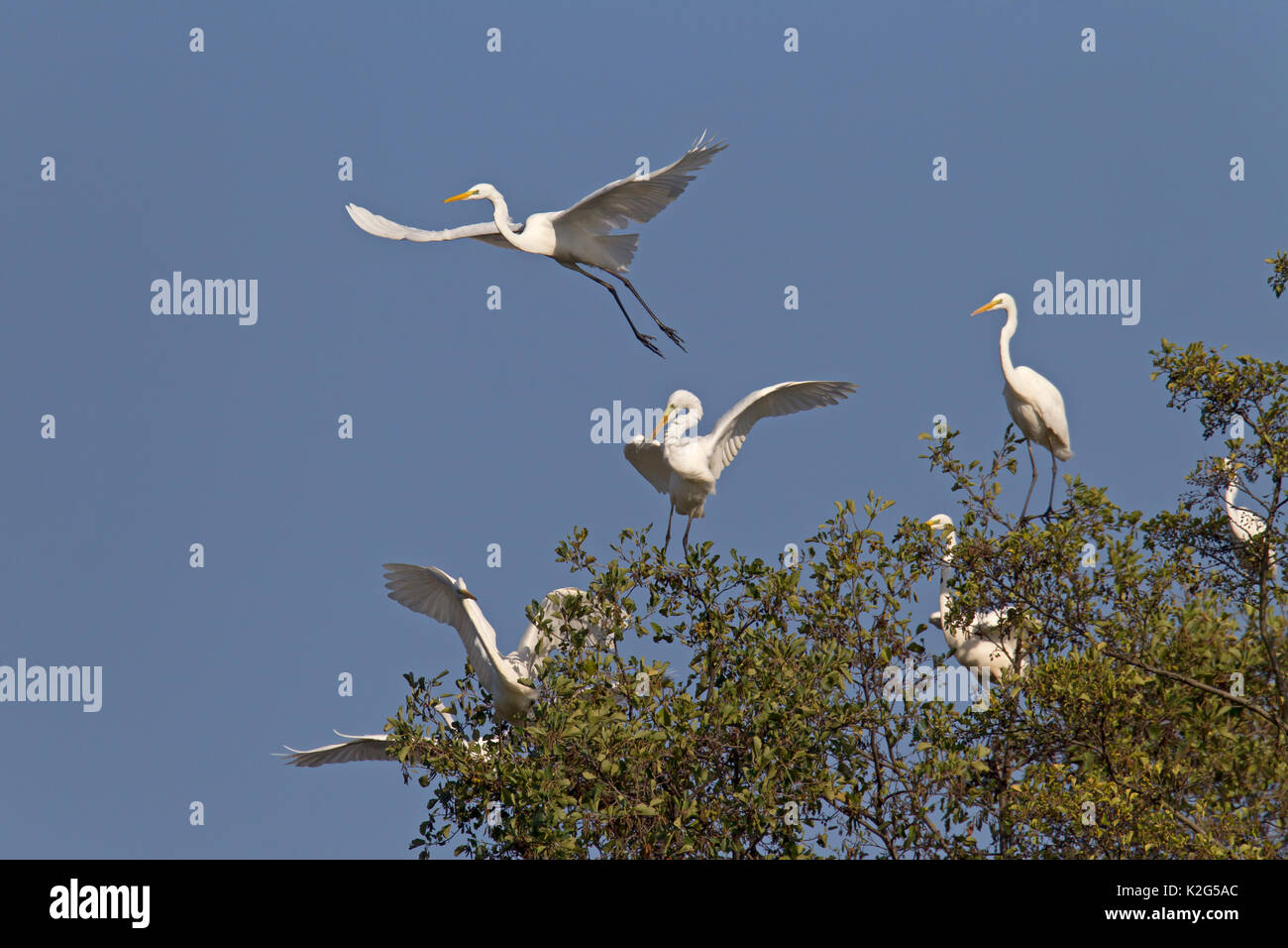 Common egret (Ardea alba, Casmerodius alba) , adults in non-breeding plumage, flying above trees Stock Photo