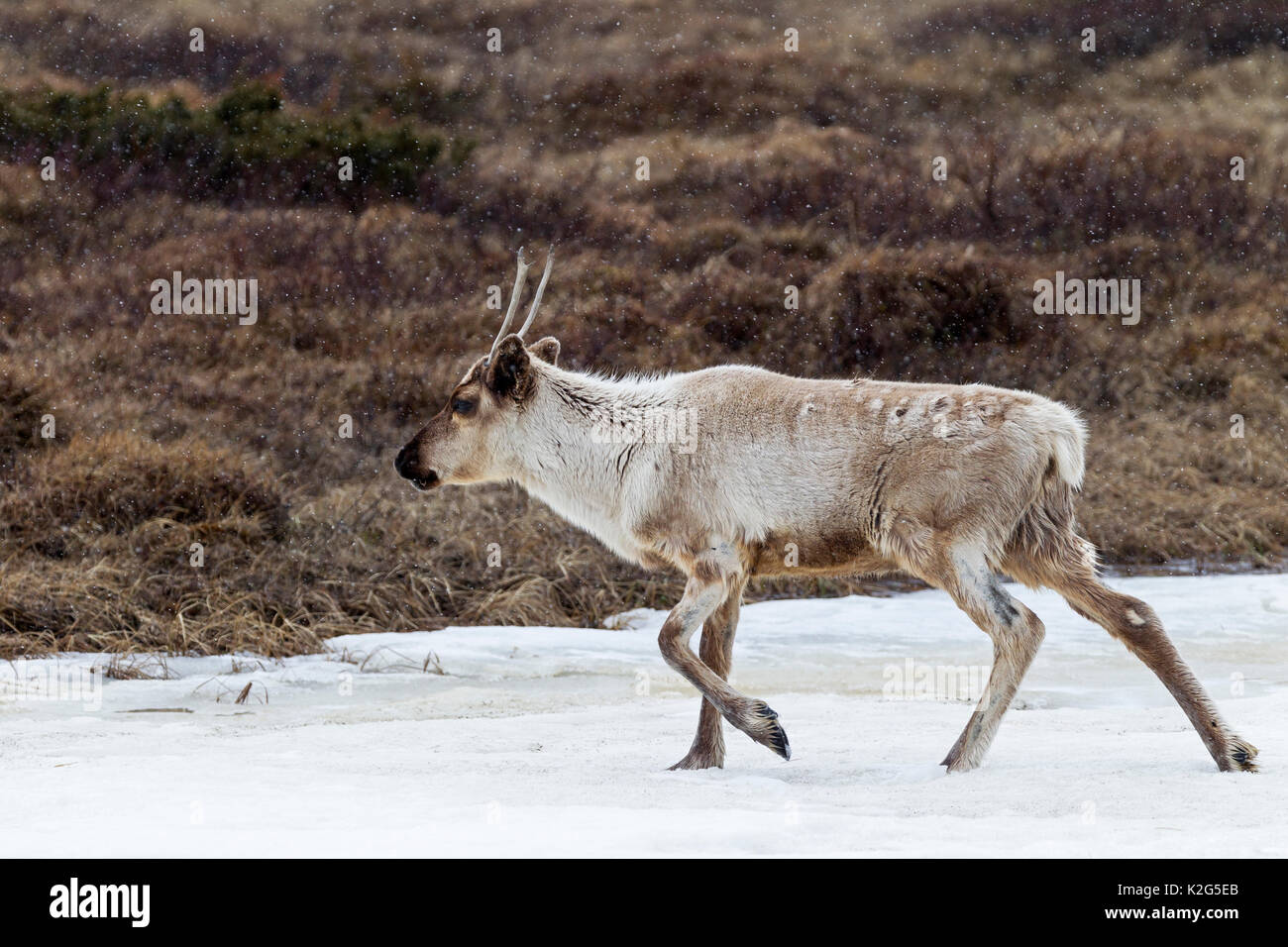 Reindeer (Rangifer tarandus), calf in snowdrift Stock Photo